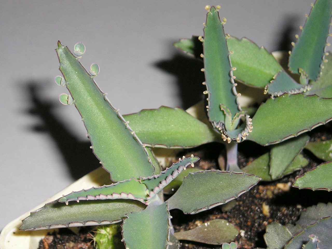 , balangban, bruja, clapper bush, coirama, coirama-branca, coirama-brava, curtain plant, dipartenga,